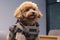Poodle dressed up as a military dog in a military uniform