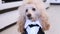 Poodle dressed up in a suit