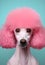 Poodle Elegance, A Minimalist Pop Art Portrait