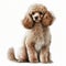 poodle full body realistic style white background