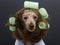 Poodle In Green Curlers Horizontal Portrait