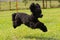 A Poodle jump on the grassland at dog school