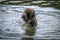 A poodle like fury brown dog is having a bath in a lake