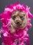 Poodle in Pink Feathers