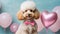 Poodle with pink heart-shaped balloons, cute dog for Valentine\\\'s Day, love, romantic gift