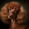 Poodle. Portrait of a poodle dog. ai generated. Dog portrait