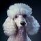 Poodle. Portrait of a poodle dog. ai generated. Dog portrait