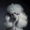 Poodle. Portrait of a poodle dog. ai generated. Dog portrait