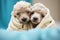 poodle puppies snuggling in a soft blanket