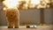 Poodle puppy chews food near bowl