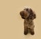 Poodle puppy dog autumn looking away. Isolated on beige or brown background