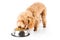 Poodle puppy eating kibbles from a bowl in white background