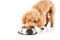 Poodle puppy eating kibbles from a bowl in white background