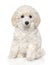 Poodle puppy in front of white background