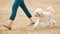 A poodle puppy proudly runs next to a woman