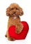 Poodle puppy with red Valentine heart