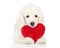 Poodle puppy with red valentine heart