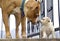 Poodle puppy`s first meeting with senior amstaff