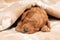 Poodle puppy (second week) sleep