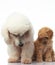 Poodle puppy sit with mom