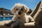 Poodle puppy sits on a lounger near the pool in the summer. Generative AI