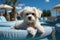 Poodle puppy sits on a lounger near the pool in the summer. Generative AI