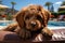 Poodle puppy sits on a lounger near the pool in the summer. Generative AI