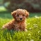 Poodle puppy sitting on the green meadow in a summer green field. Portrait of a Poodle pup sitting on the grass with a summer