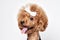 Poodle puppy studio portrait