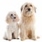 Poodle and pyrenean sheepdog