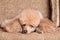 Poodle resting on sofa