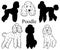 Poodle set. Collection of pedigree dogs. Black white illustration of a classic poodle dog. Vector drawing of a pet
