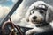 poodle sitting in cockpit of biplane, with view of the clouds