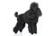 Poodle stand on white background