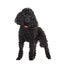 Poodle standing against white background