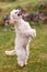 Poodle Standing Trick
