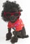 Poodle In Sunglasses and Hawaiian Shirt