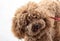 Poodle: temperament The FCI classification says that the character of the Poodle is that of a companion dog, placing it in the 9th