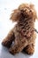 Poodle: temperament The FCI classification says that the character of the Poodle is that of a companion dog, placing it in the 9th