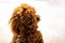 Poodle: temperament The FCI classification says that the character of the Poodle is that of a companion dog, placing it in the 9th