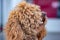 Poodle: temperament The FCI classification says that the character of the Poodle is that of a companion dog, placing it in the 9th