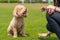 Poodle wait for command of pet owner