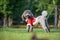 Poodles playing in the grass