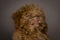 Poodles in Portrait