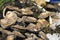 The Pool arbour rare native oysters and cherrystone clams on ice at the Borough Market in London