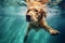 pool dog puppy vacation underwater funny fun snorkeling water swimming. Generative AI.