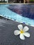 By the pool with fallen Plumeria or Frangipani