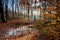 Pool in the forrest with reflective autumn leaves and sun rays