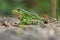 Pool frog portrait