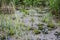 Pool with green aquatic plants